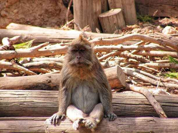 聪明的猴子画像图片下载