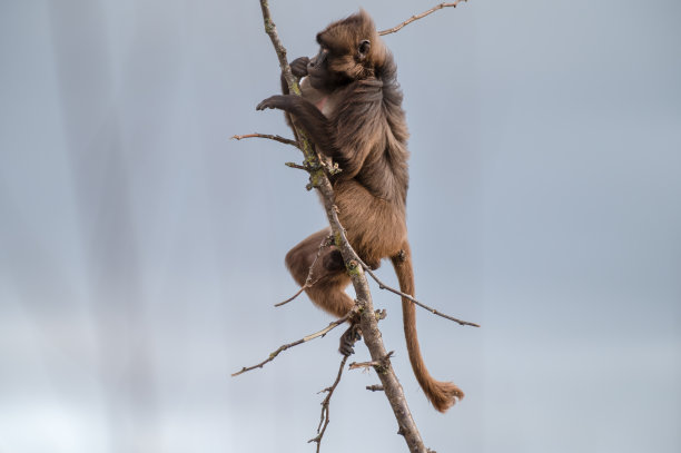 小狒狒图片下载