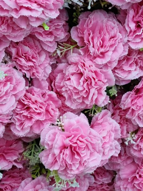 美丽的粉色花朵图片下载