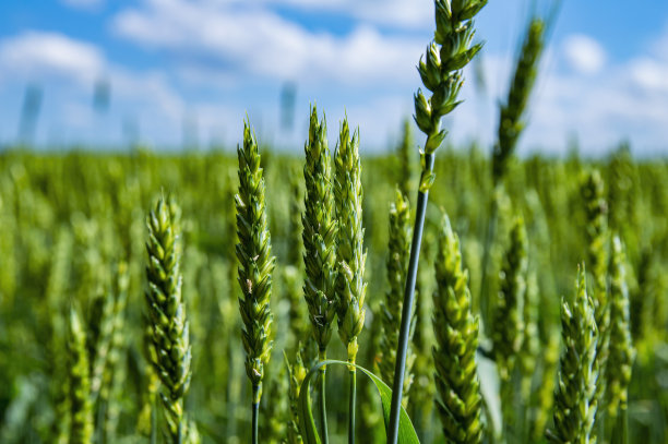 麦田里的小麦穗，映衬着蓝天白云。图片下载