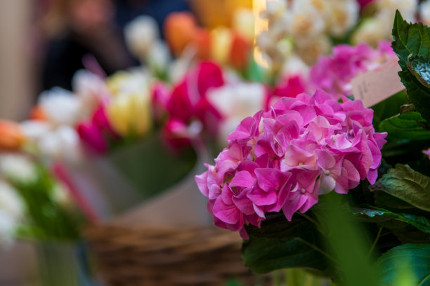 粉红色的荷藤花图片下载