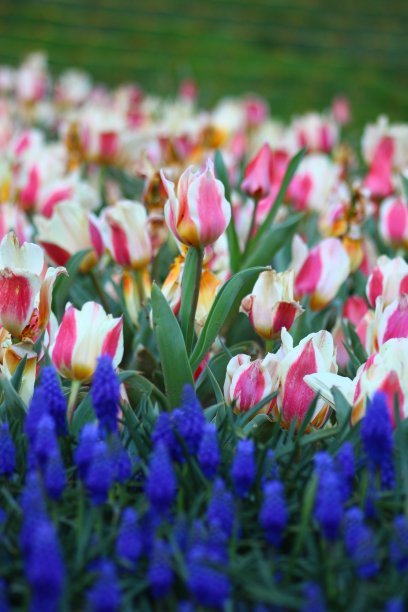 粉红色的郁金香田。一排郁金香上面有一朵蓝色的花。图片下载