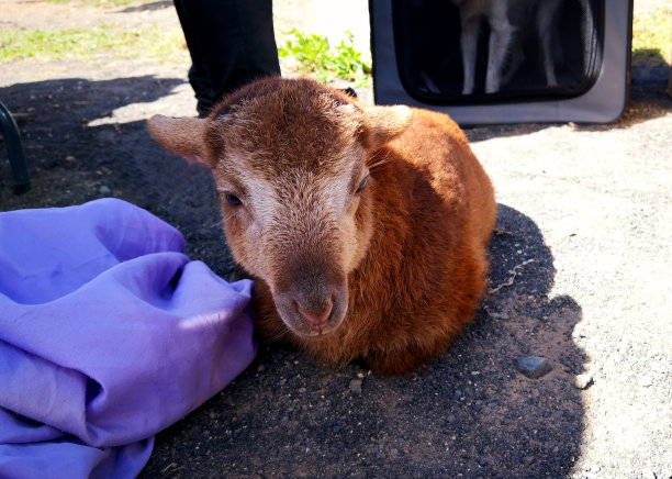 加那利群岛兰萨罗特岛，小羊羔在地上训练，在主人附近休息。平静的小家畜和主人在一起感觉很开心，看起来很微笑。不寻常宠物图片图片下载