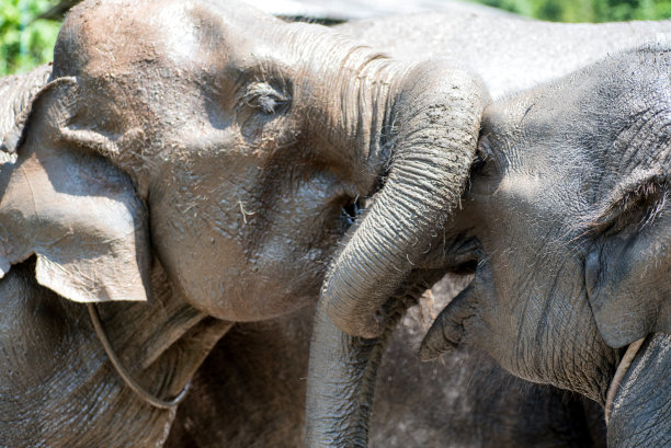 两头大象嬉戏地纠缠着象牙图片下载