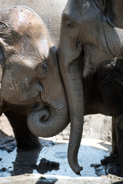 两头大象嬉戏地纠缠着象牙图片下载