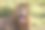 雄狮咆哮着，侧视着——特写图片下载