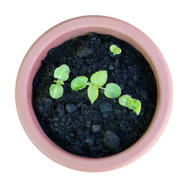 在白色背景上隔离的花盆中生长的木槿幼苗的俯视图。从种子种植木槿图片下载