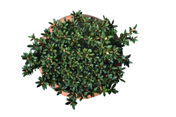 白色背景上孤立的盆栽中国矮杜鹃花的俯视图图片下载