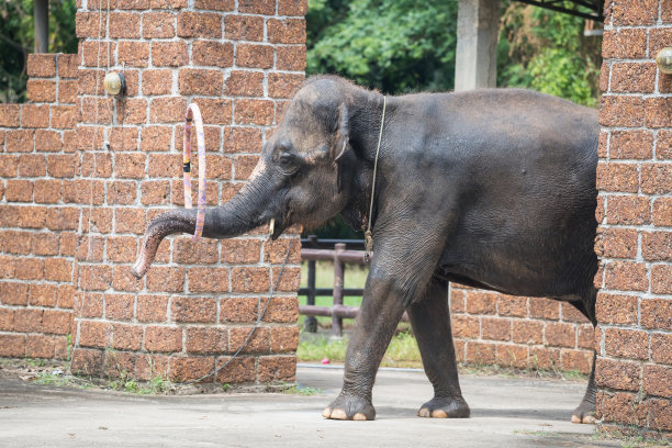 北碧动物园的大象表演呼啦圈图片下载