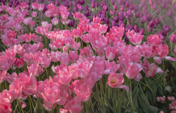 郁金香。漂亮的郁金香花束。色彩鲜艳的郁金香。图片下载