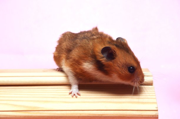 仓鼠宠物图片下载