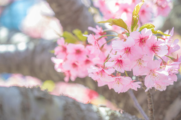 樱花图片下载