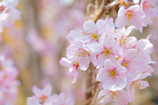 樱花图片下载
