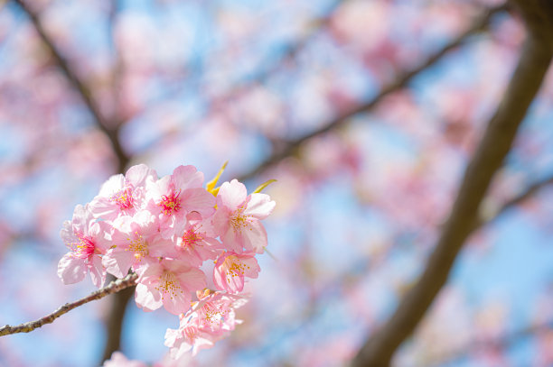 樱花图片下载
