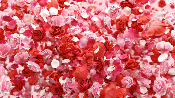 绽放的玫瑰花瓣图片下载