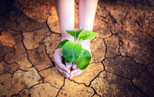 儿童的手拿着在干旱、脱水的龟裂土地上生长的树的俯视图。拯救环境和全球变暖图片下载