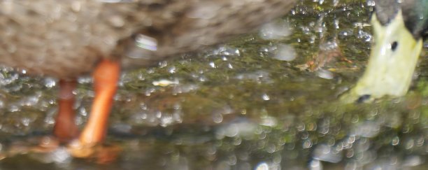 和鸭子一起洗澡图片下载