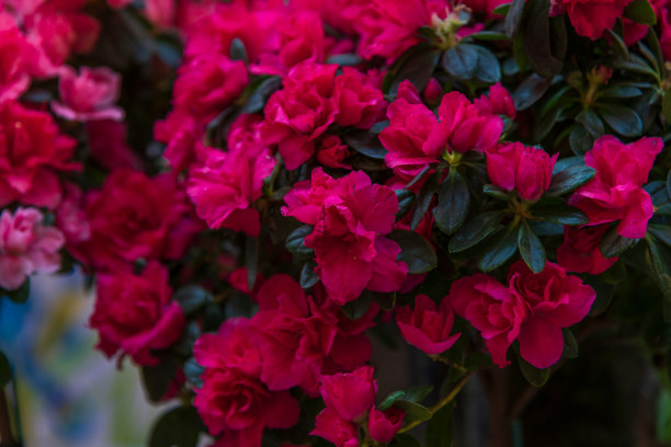 红色杜鹃花图片下载