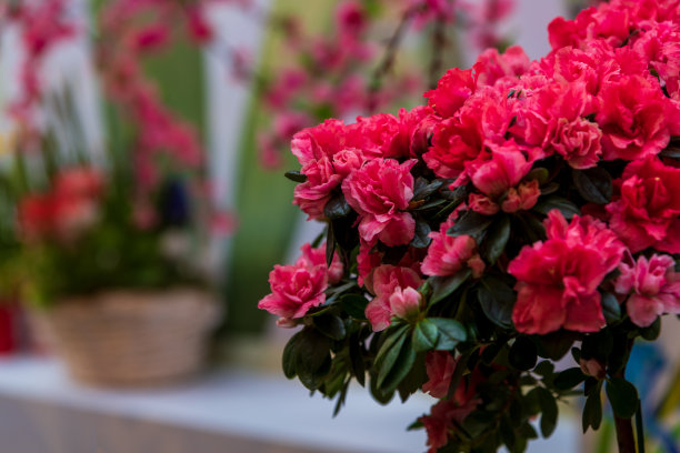 红色杜鹃花图片下载