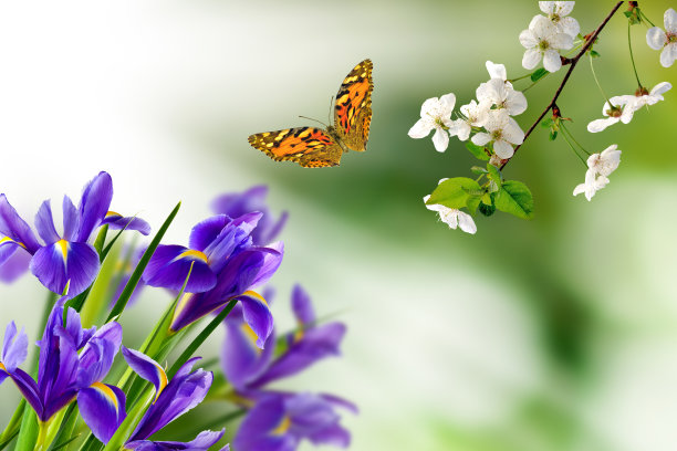 模糊绿色背景上的花朵、蝴蝶和樱花枝图片下载