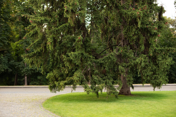 景观设计中的装饰性常绿乔木。景观公园，后院有不同的树木、常绿植物和季节性植物。公园内云杉的阳光景观。草坪在夏季花园与松树。图片下载