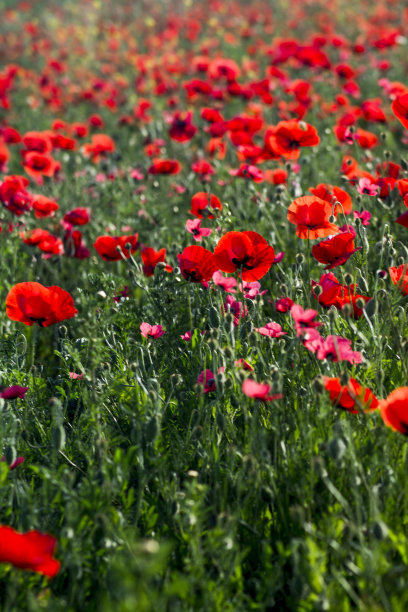 罂粟花在一个阳光明媚的春日图片下载
