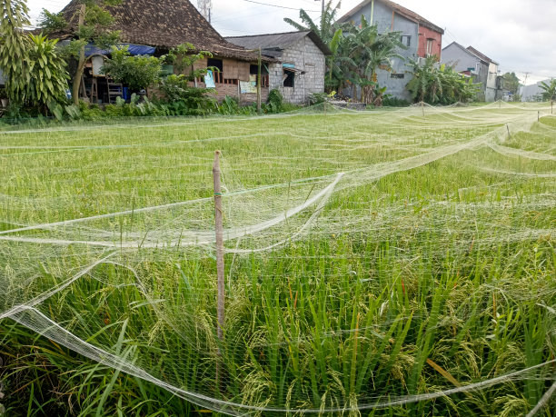 稻田里种满了水稻的照片图片下载