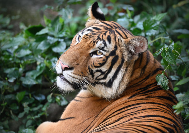 马来亚虎(马来西亚虎)图片下载