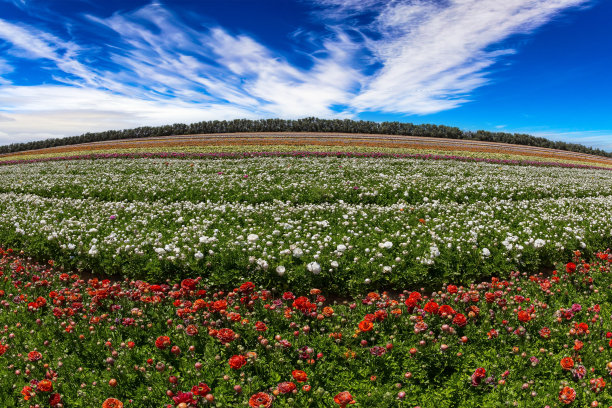 巨大的毛茛花田图片下载