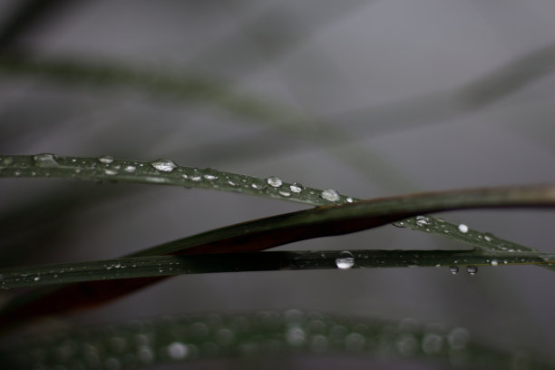 在阴沉的日子里，树叶和雨滴的选择性聚焦图片下载