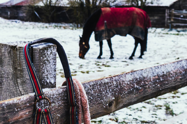 特写缰绳挂在木栅栏上，背景上有一匹吃草的马图片下载