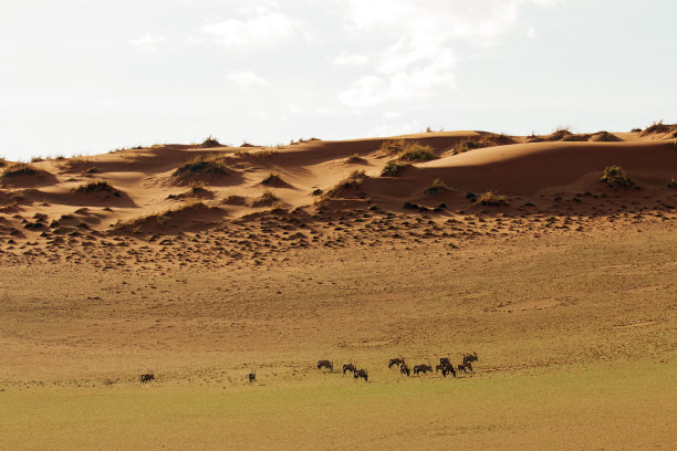 沙漠中的大羚羊在大雨后吃草图片下载
