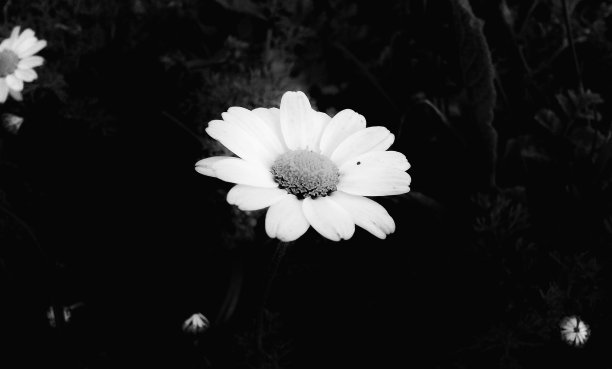 孤独的雏菊黑白相间图片下载