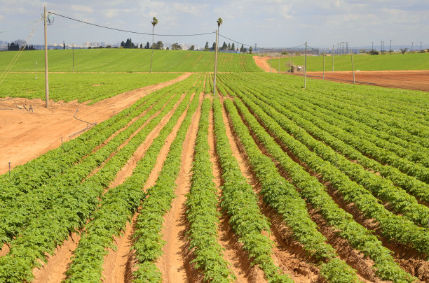 种植马铃薯和甘薯的农田，以色列农业图片下载