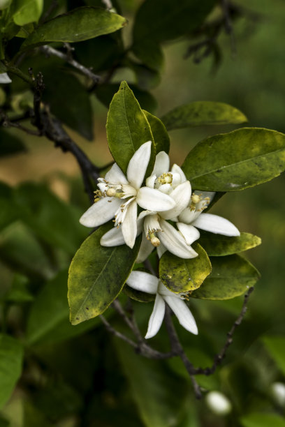 果园中盛开的柑橘树图片下载