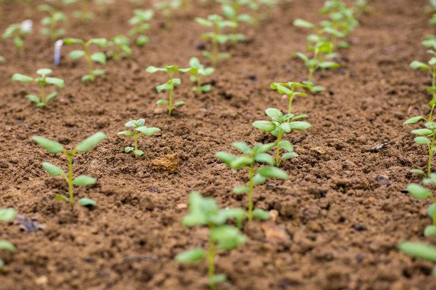 剪花花园。种植金鱼苗。用切花美化后院。图片下载