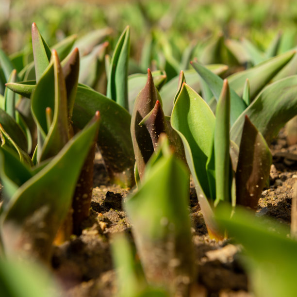 郁金香。花园里花坛上刚发芽的郁金香。春天的花。郁金香叶子接近背景。图片下载
