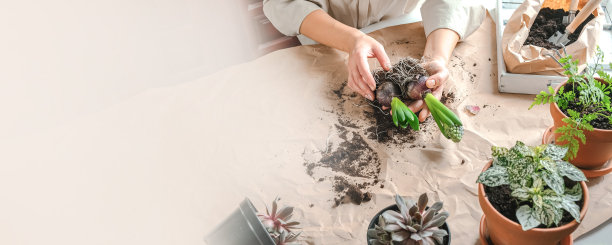 家庭园艺，女性花艺师工作的土地植物，移植花盆，爱好概念家庭园艺，室内植物护理，农业，植物，亲生物，可持续的生活方式，环保图片下载