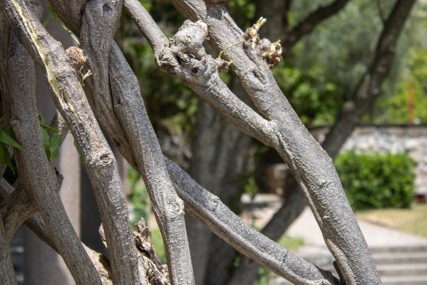 在这座建筑的古老柱子上，树枝美丽地交织在一起，形成一种奇异的图案。图片下载