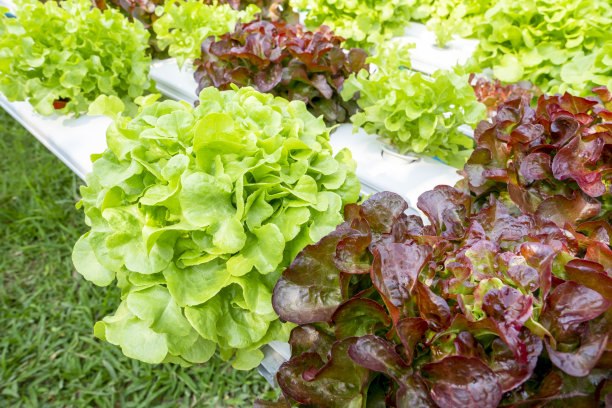 水培概念的塑料管蔬菜图片下载