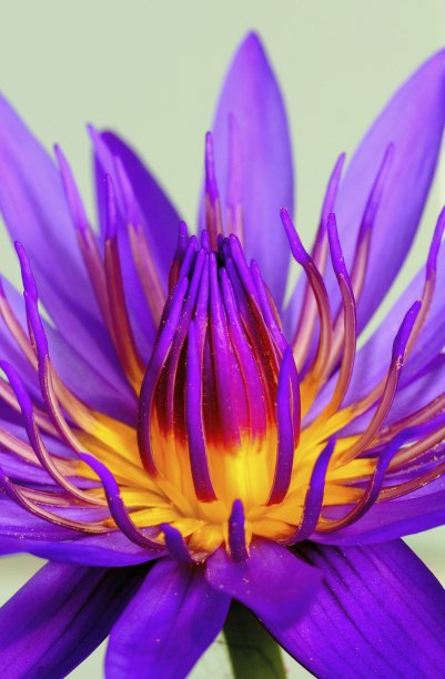 闭合睡莲的花瓣和花粉。图片下载