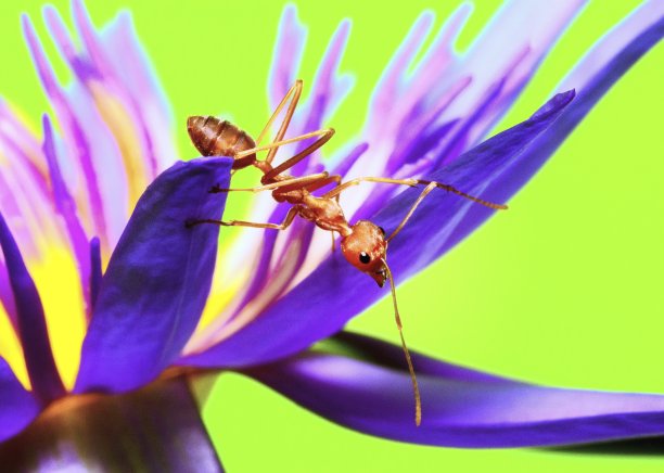蚂蚁攀爬睡莲的花瓣和花粉的绿色背景。图片下载