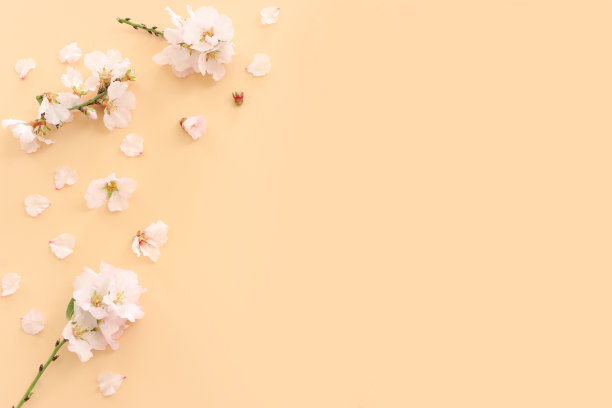 春天白色的樱花树在黄色粉彩背景的图像图片下载