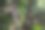 两只小猴子爬上丛林里的绿树图片下载