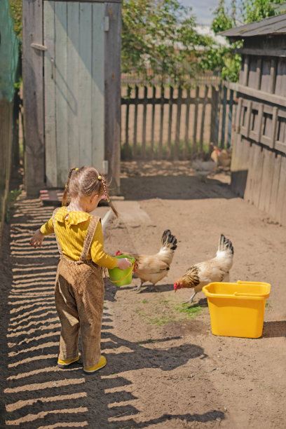 顽皮的女孩用小桶里的绿草喂鸡图片下载