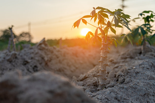 日出时的木薯田。食品它是常用的动物饲料。夏天的桑普。产品名称为Yuca, Mandioa, Manioc, Tapioca。图片下载
