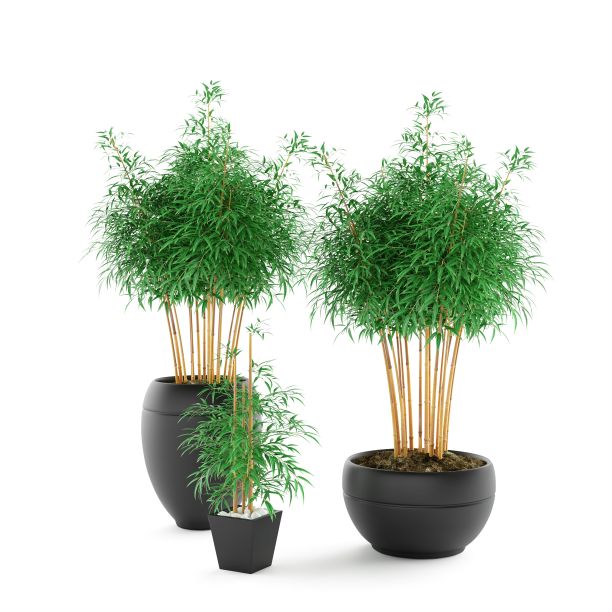 两个高大的花盆，白色表面上有植物，三维渲染图片下载