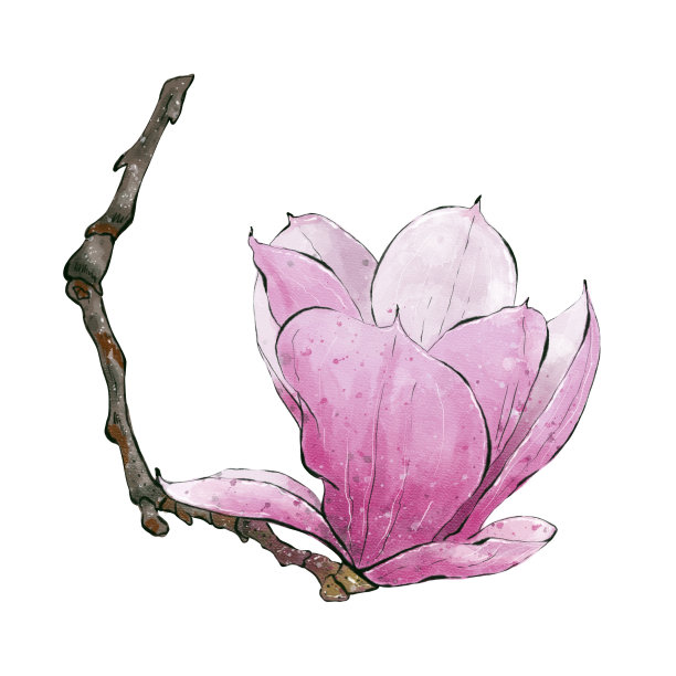 水彩画白玉兰花，植物手绘插图。婚礼请柬和贺卡的设计元素图片下载