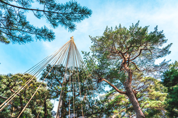日本冬季大雪中保护松树树枝的方法。图片下载