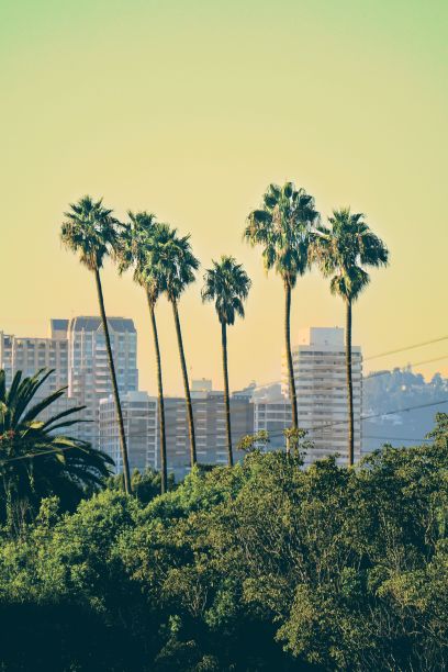 在这张照片中，城市街道两旁排列着许多棕榈树图片下载